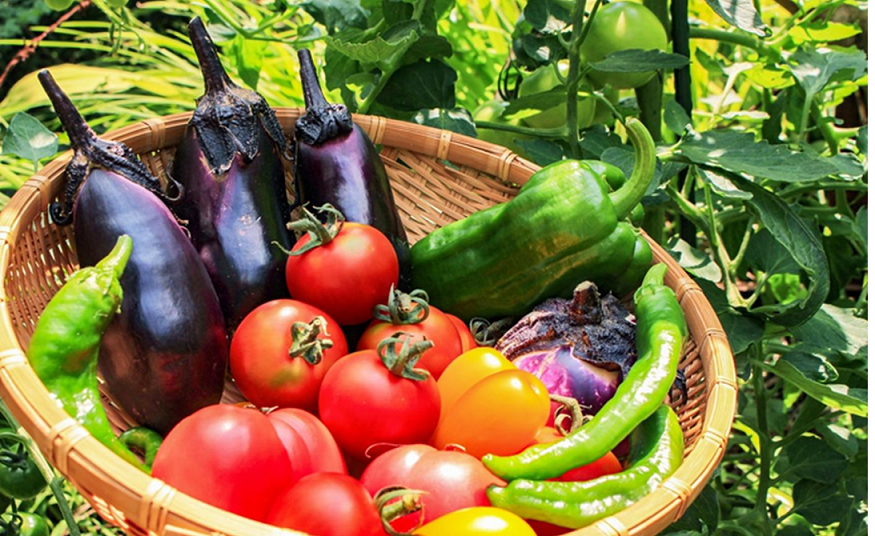 6. 自然に囲まれた契約農園での野菜栽培